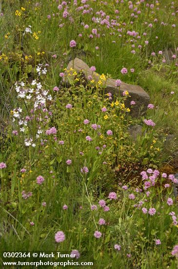 Rosy Plectritis, Seep-spring Monkeyflower, Small-flowered Prairie Stars