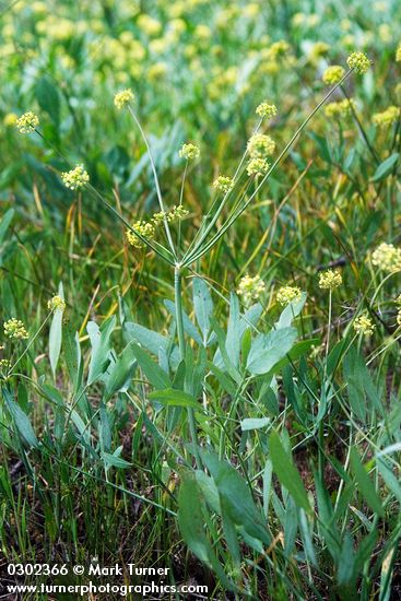 Bare-stem Desert Parsley