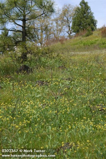 Bare-stem Desert Parsley in meadow