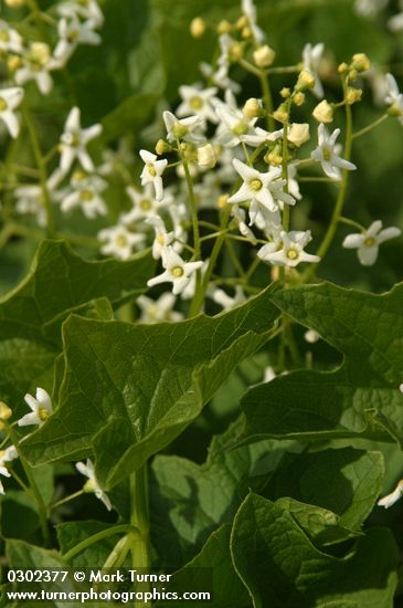 Big Root blossoms & foliage detail
