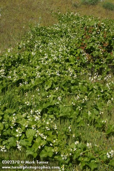 Big Root w/ Poison Oak