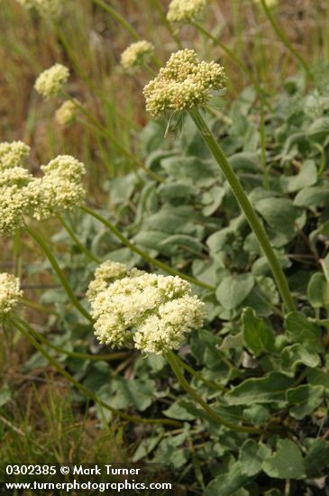 Heart-leaf Buckwheat (white form)