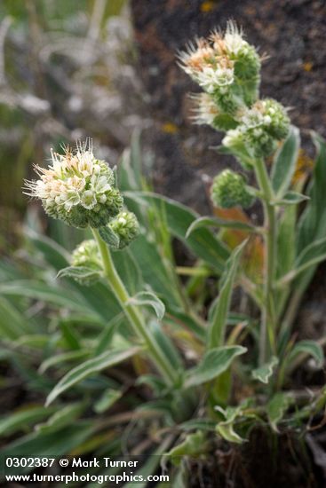 Silver-leaf Phacelia