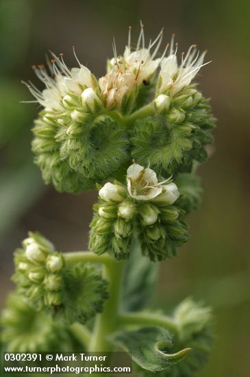 Silver-leaf Phacelia blossoms & foliage detail