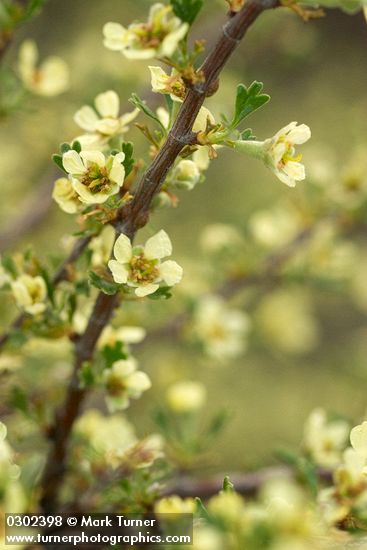 Bitter Brush blossoms & foliage
