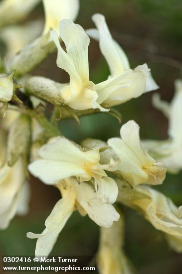Yakima Milk-vetch blossoms detail