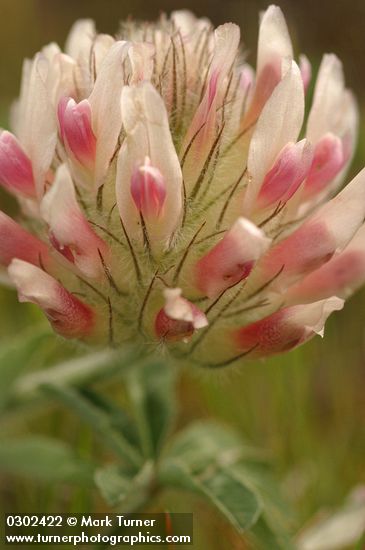 Big-head Clover blossom detail