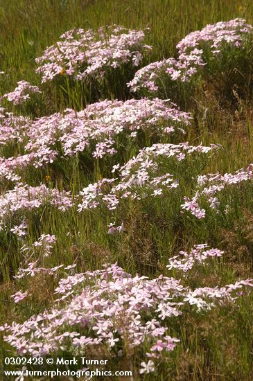 Long-leaf Phlox