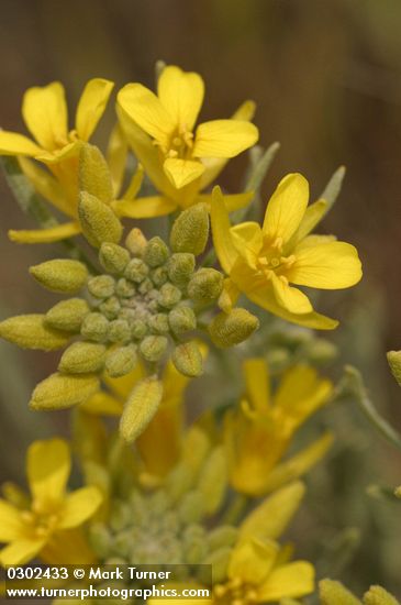 Bladder Pod blossoms detail