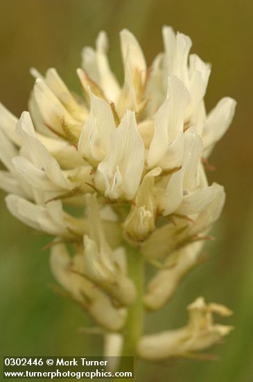 Hood River Milk Vetch blossoms detail