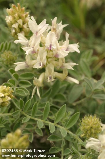 Columbia Milk Vetch blossoms & foliage detail