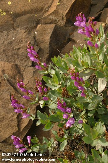 Barrett's Penstemon blossoms & foliage
