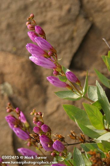 Barrett's Penstemon blossoms & foliage detail