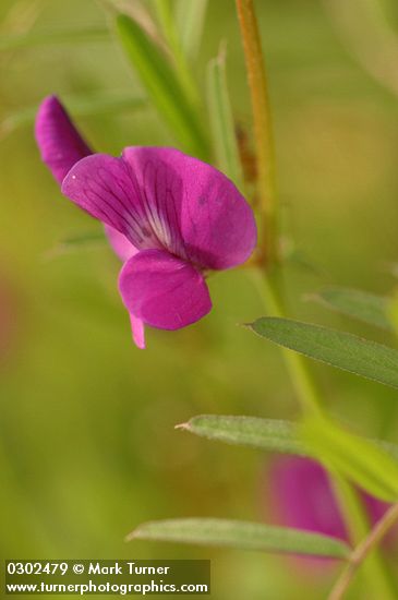 Common Vetch blossom detail