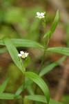 Big-leaved Sandwort