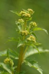 Pacific Sanicle blossoms & foliage detail