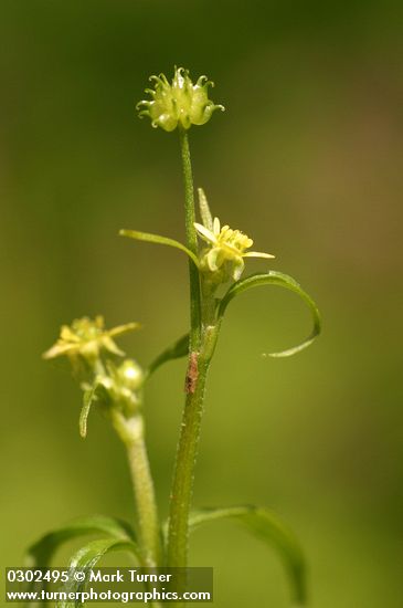 Woodland (Small-flowered) Buttercup blossoms detail
