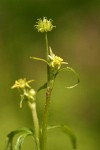 Woodland (Small-flowered) Buttercup blossoms detail