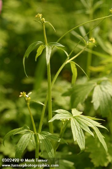 Woodland (Small-flowered) Buttercup