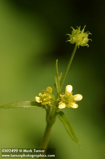 Woodland (Small-flowered) Buttercup blossoms & immature seed detail