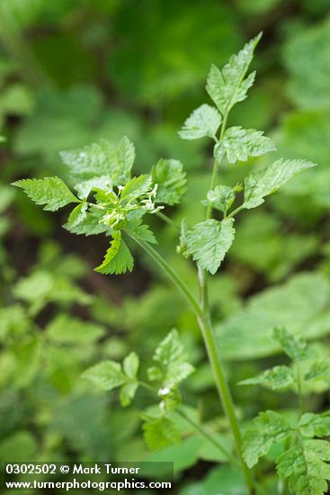 Mountain Sweet Cicely