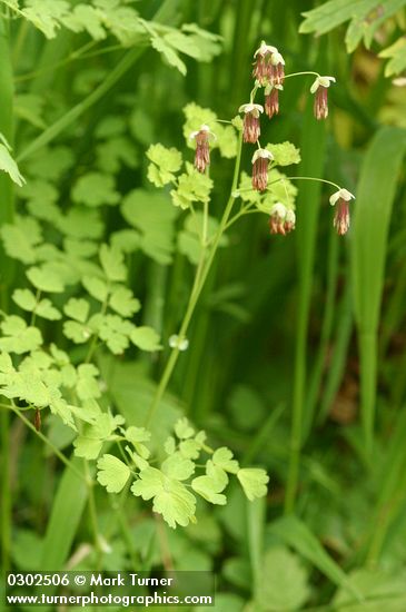Western Meadow Rue