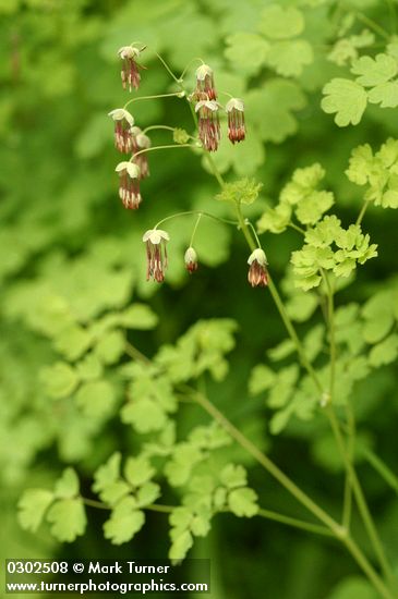Western Meadow Rue