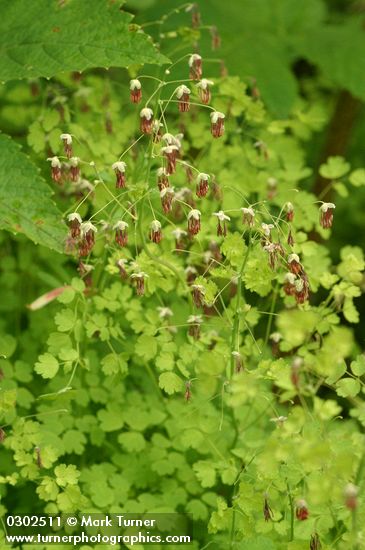 Western Meadow Rue