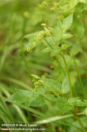 Western Sweet Cicely