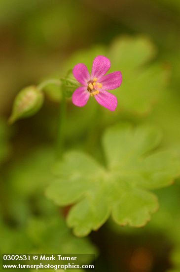 Shining Cranesbill blossom & foliage detail