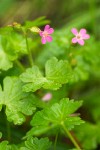 Shining Cranesbill