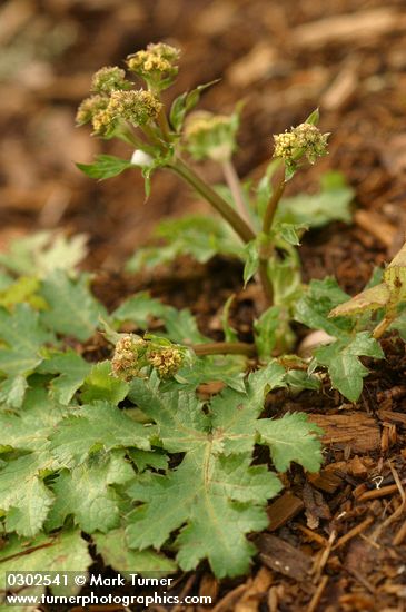 Pacific Black Snakeroot