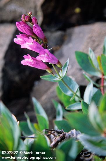 Barrett's Penstemon blossoms & foliage