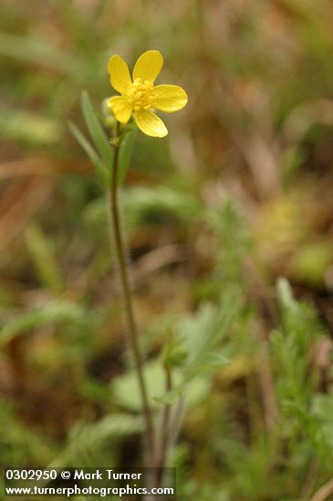 Western Buttercup