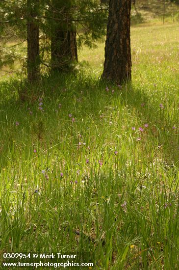 Jeffrey Pines in serpentine meadow w/ Henderson's Shooting Stars