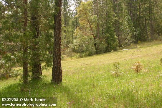 Jeffrey Pines in serpentine meadow w/ Henderson's Shooting Stars