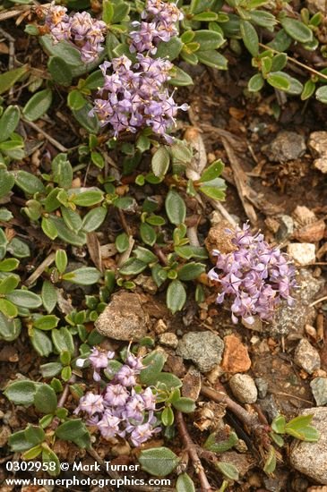 Dwarf Ceanothus