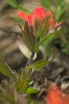Short-lobed Indian Paintbrush