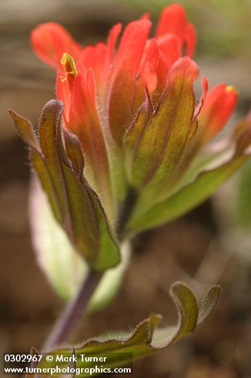 Short-lobed Indian Paintbrush bracts & blossom detail