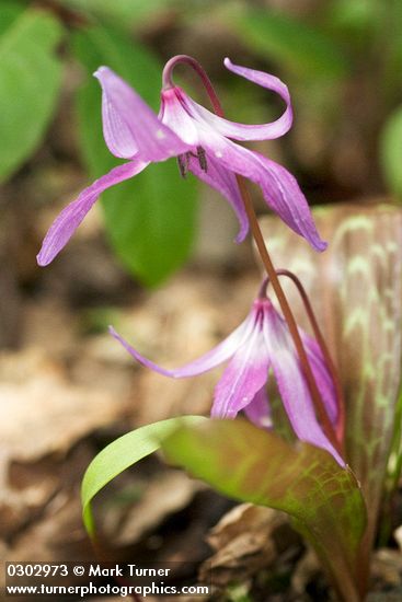 Henderson's Fawn Lily
