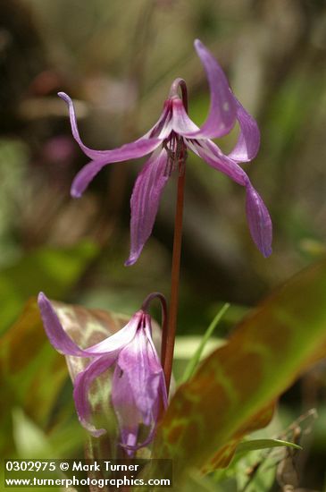 Henderson's Fawn Lily