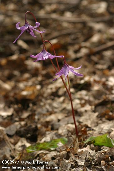 Henderson's Fawn Lily