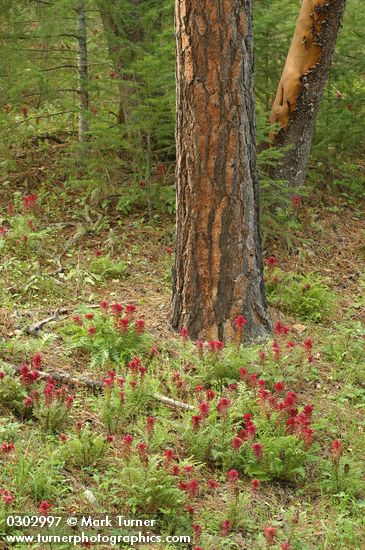 Indian Warrior carpets ground under Ponderosa Pines