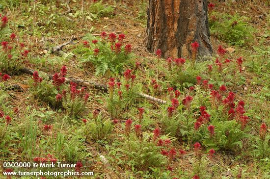 Indian Warrior carpets ground under Ponderosa Pines