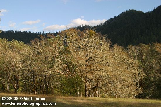 Garry Oaks, covered w/ lichens, in late afternoon sun