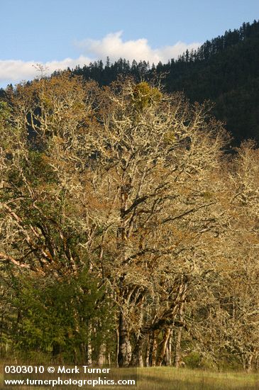 Garry Oaks, covered w/ lichens, in late afternoon sun