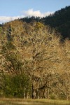 Garry Oaks, covered w/ lichens, in late afternoon sun