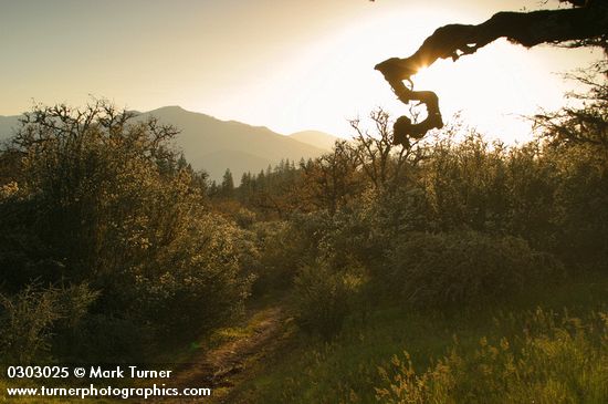 Buckbrush, backlit late afternoon w/ trail