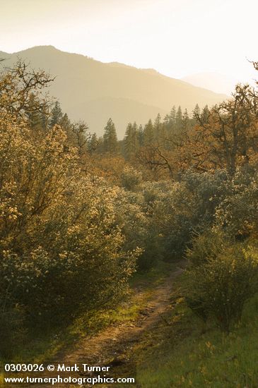 Buckbrush, backlit late afternoon w/ trail