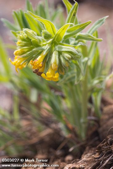 Yellow Puccoon (California Stoneseed)